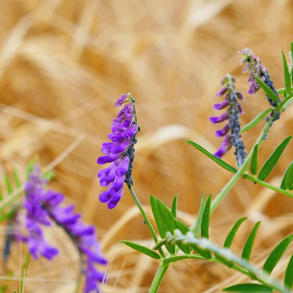 Mélange de fleurs d'ombre Indigène - vivace