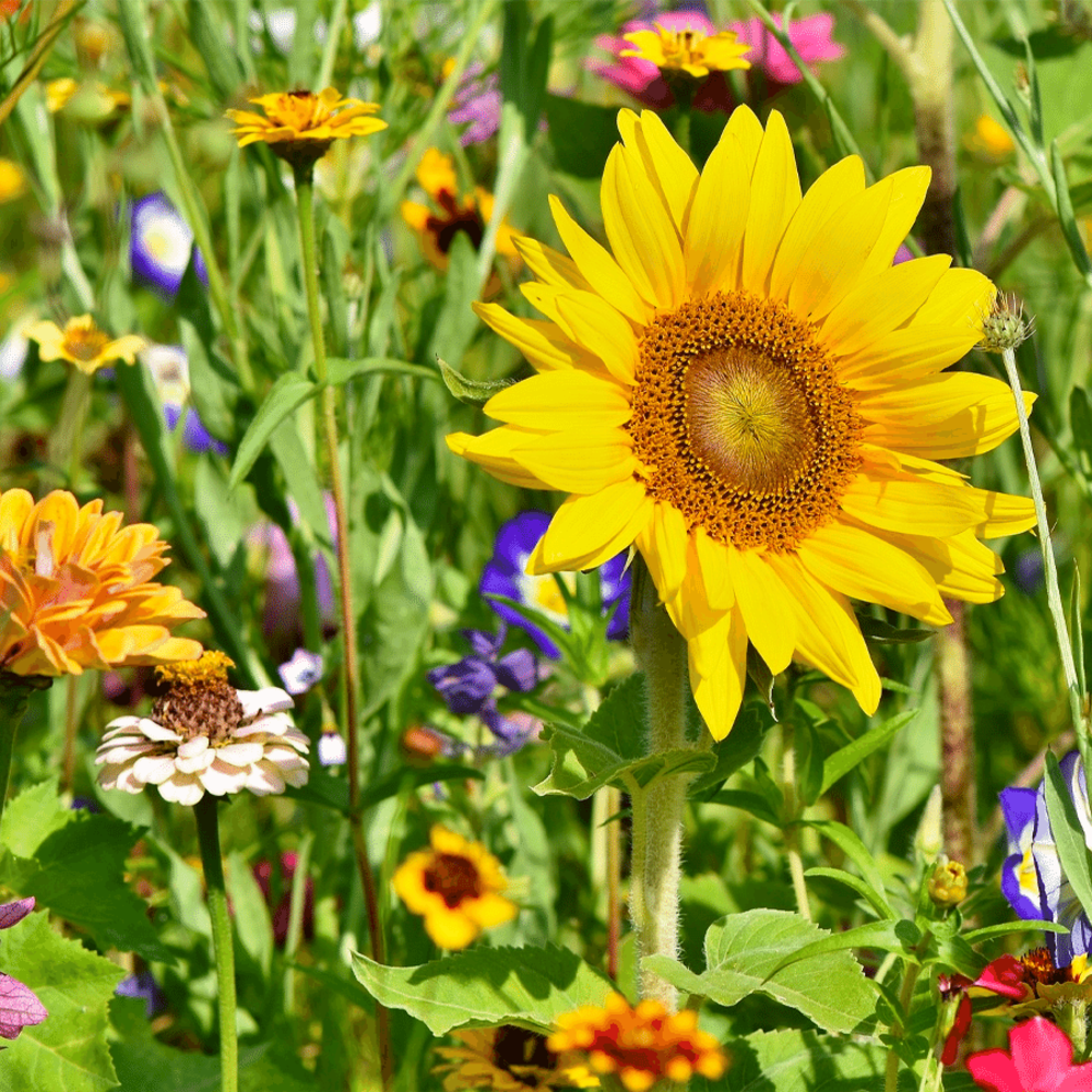 Mélange de fleurs de prairie des chevaux