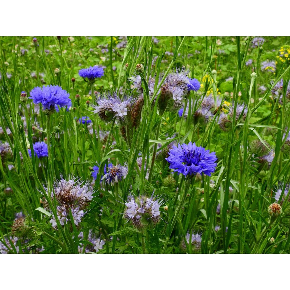 Mélange d'abeilles de Brandebourg