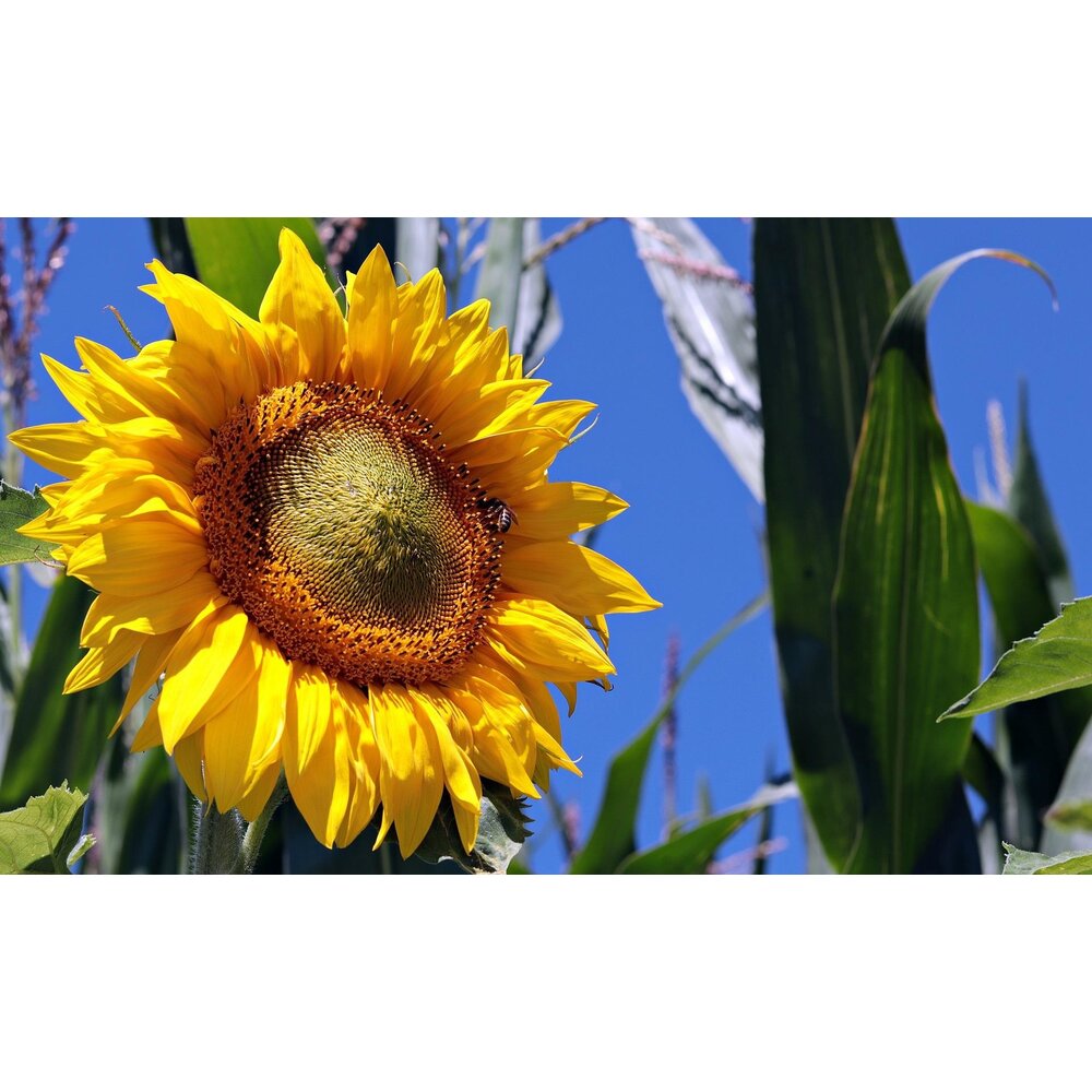 Mélange d'abeilles de Brandebourg