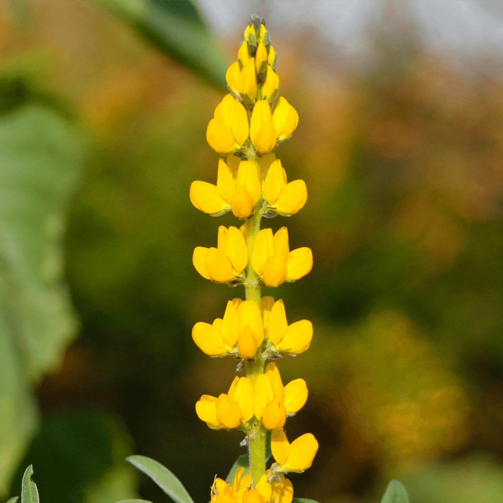 Lupin Jaune - Lupinus luteus