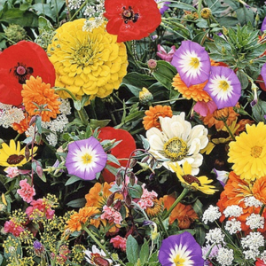 MRS Seeds & Mixtures Mélange de fleurs - pelouse de fleurs japonaises