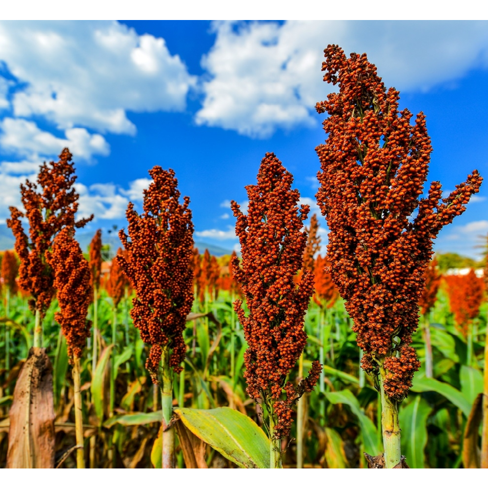 Laitue kaffir - Sorghum nigrum