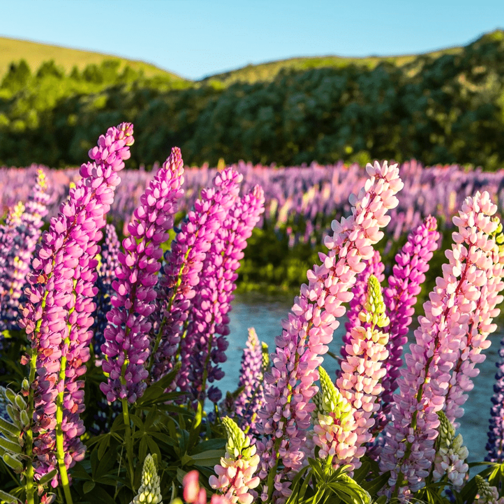 Lupin mixte - Lupinus hartwegii