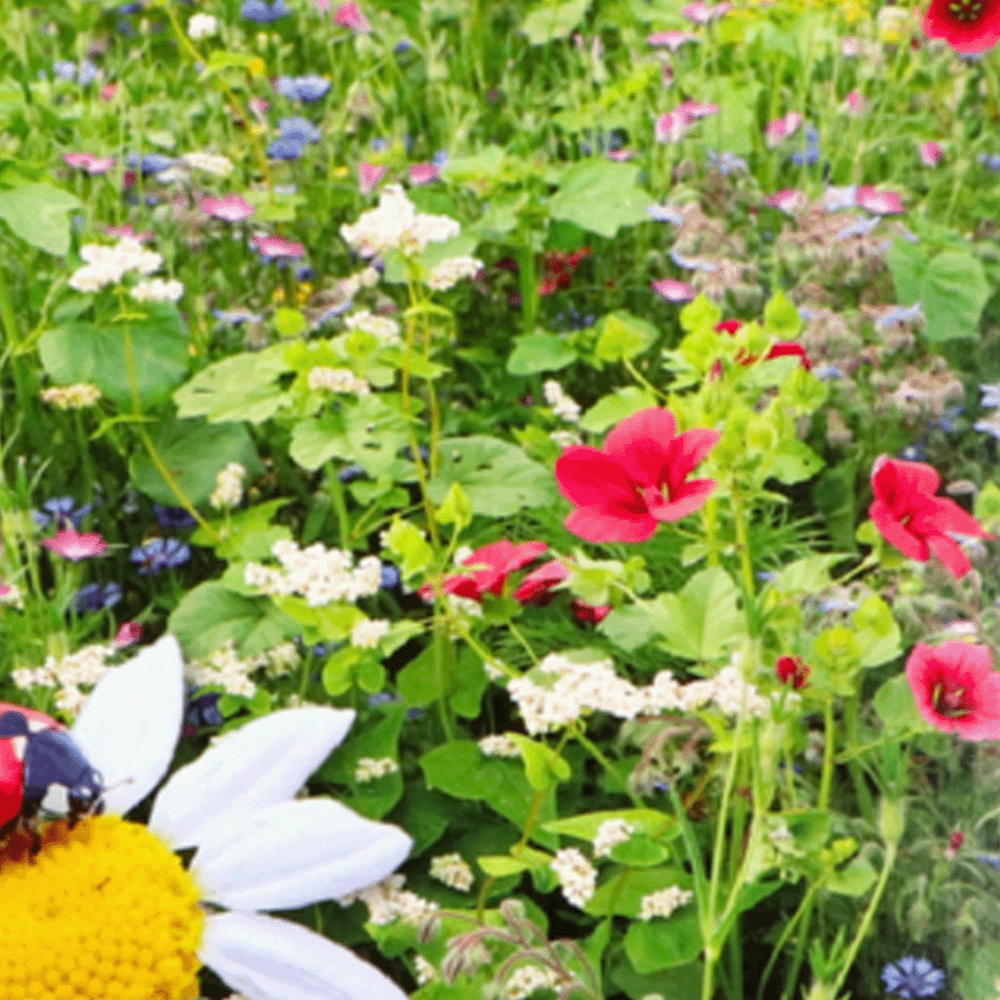 Mélange pour coccinelles