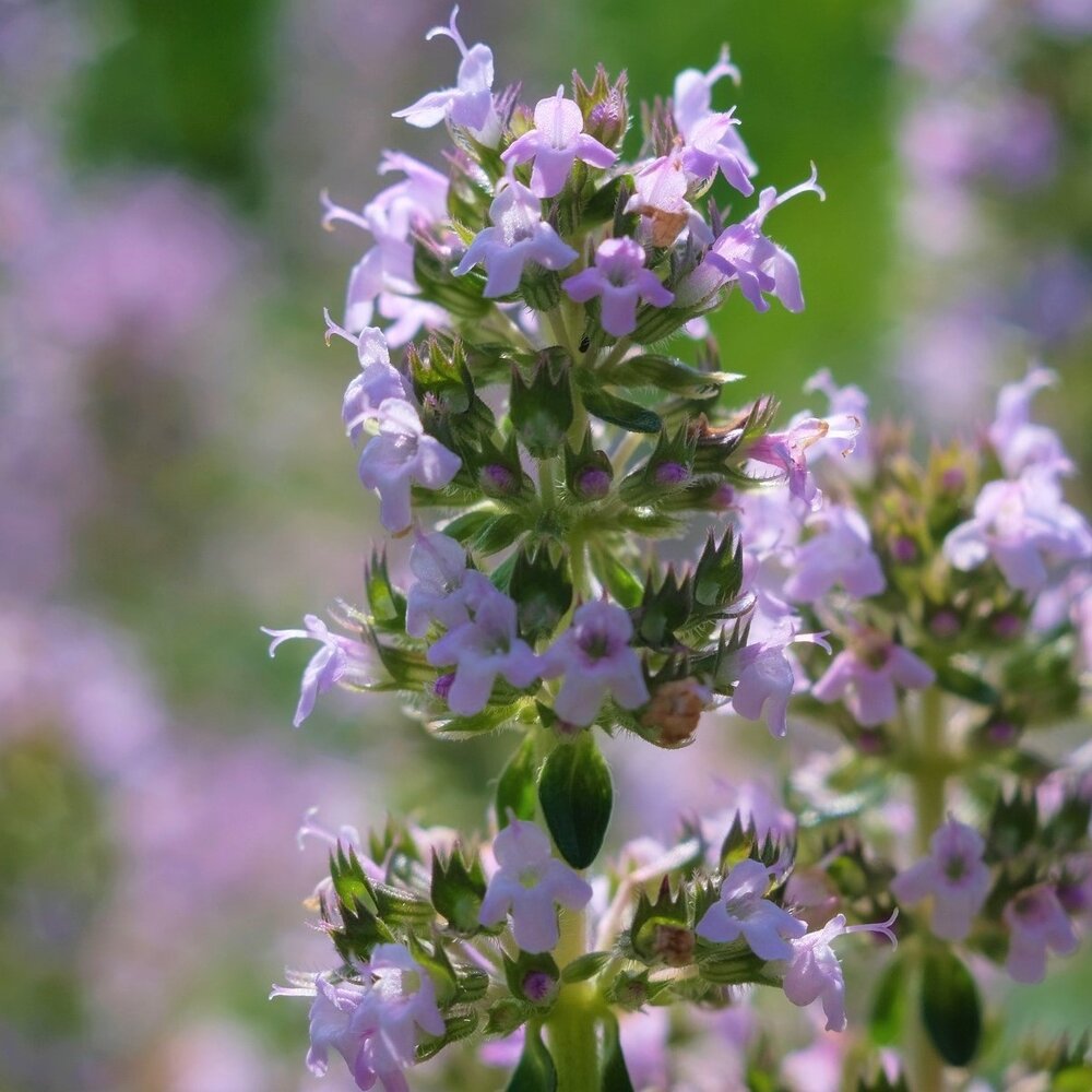 Menthe poivrée