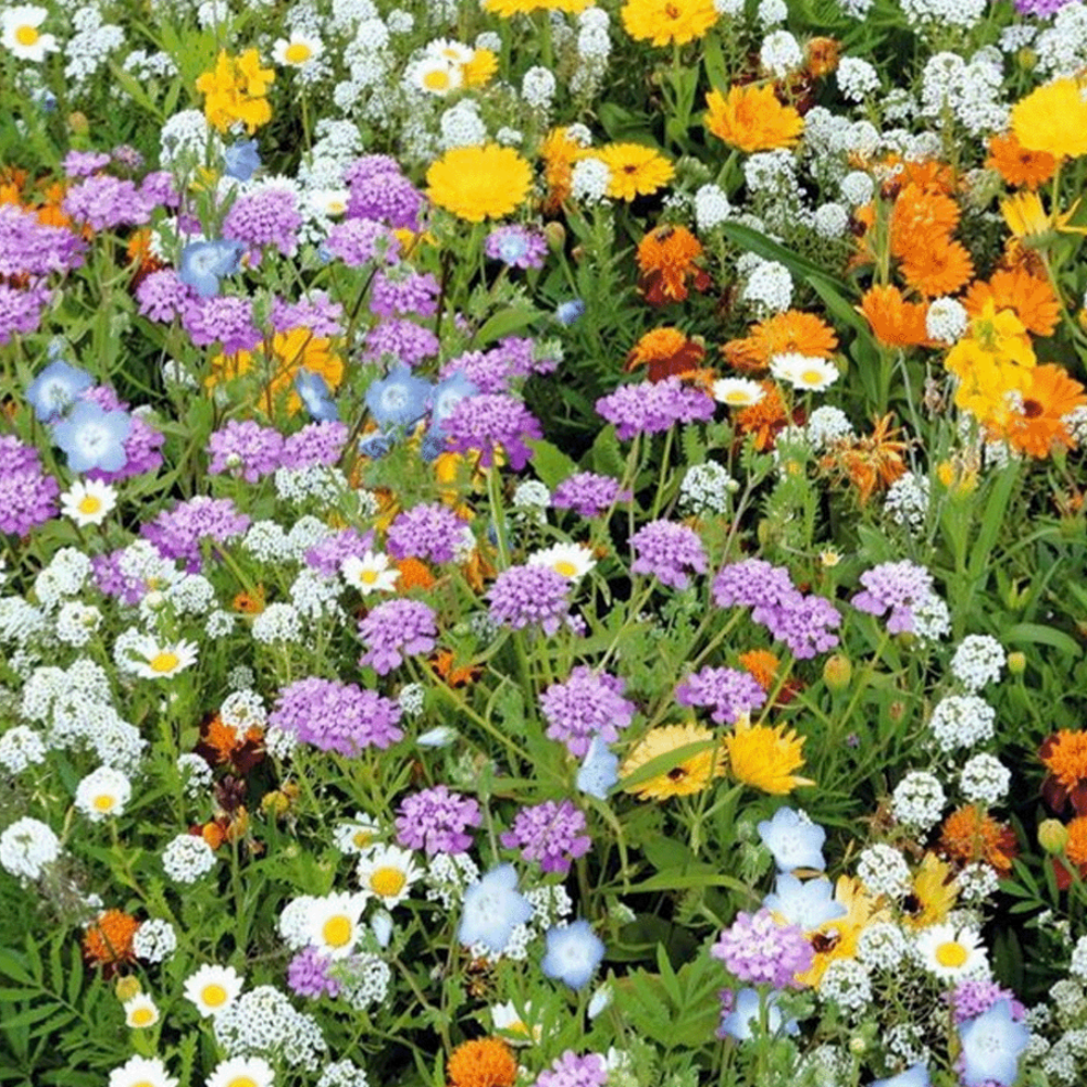 Mélange de fleurs pour rocailles 1 an