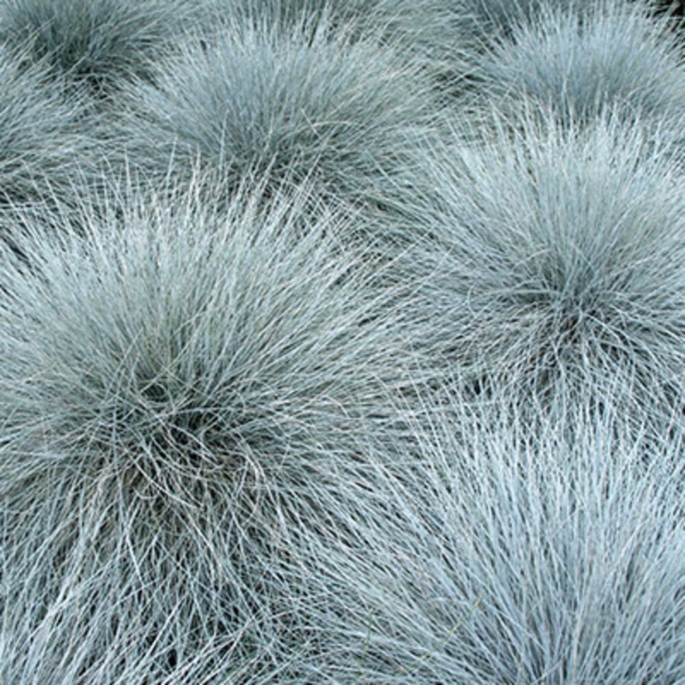 Fétuque bleue - Festuca glauca