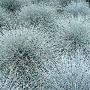 MRS Seeds & Mixtures Fétuque bleue - Festuca ovina cinerea