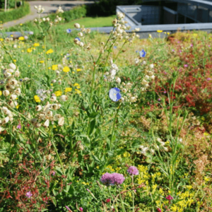 MRS Seeds & Mixtures Mélange de fleurs de toit Sedum