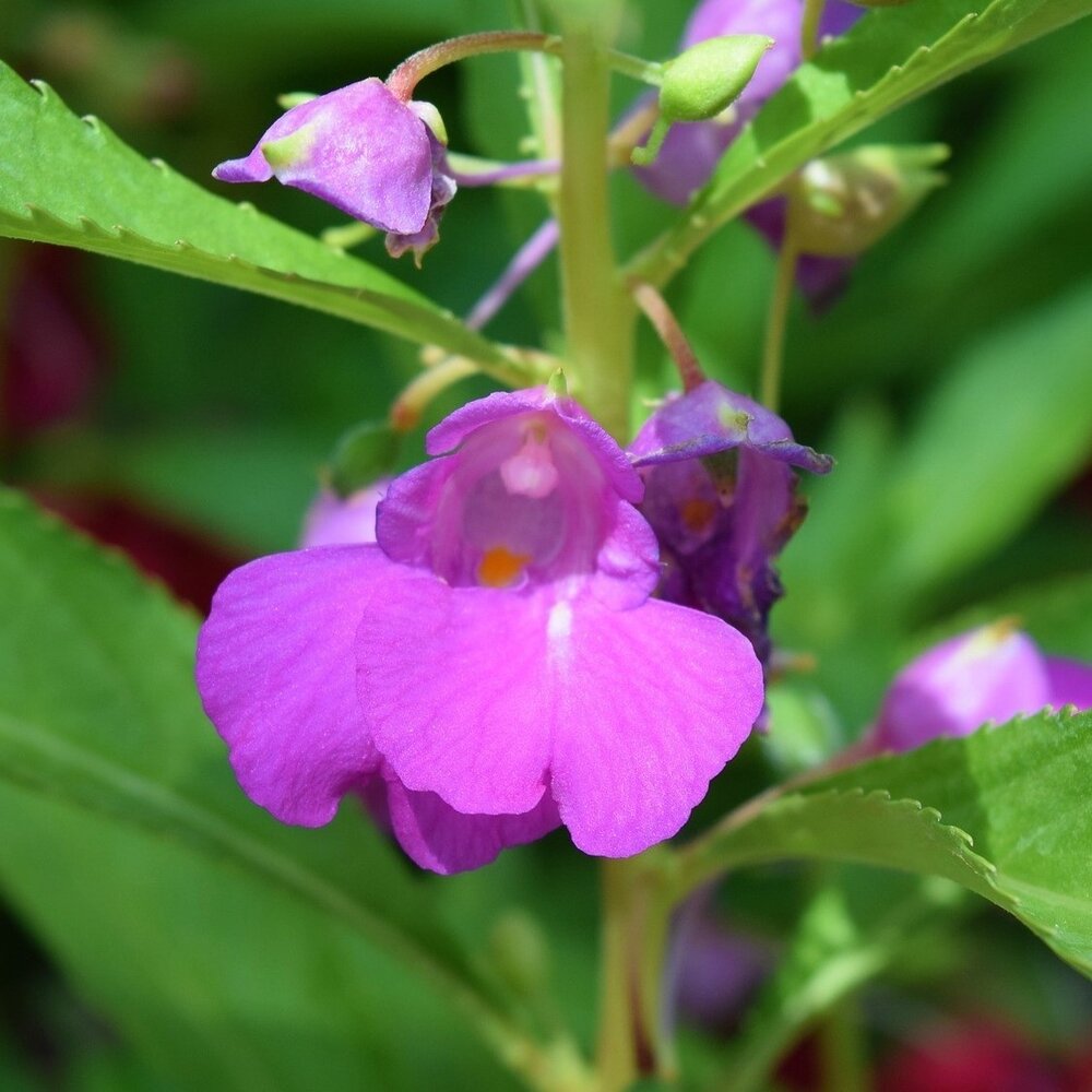 Balsamine des jardins - Impatiens balsamina