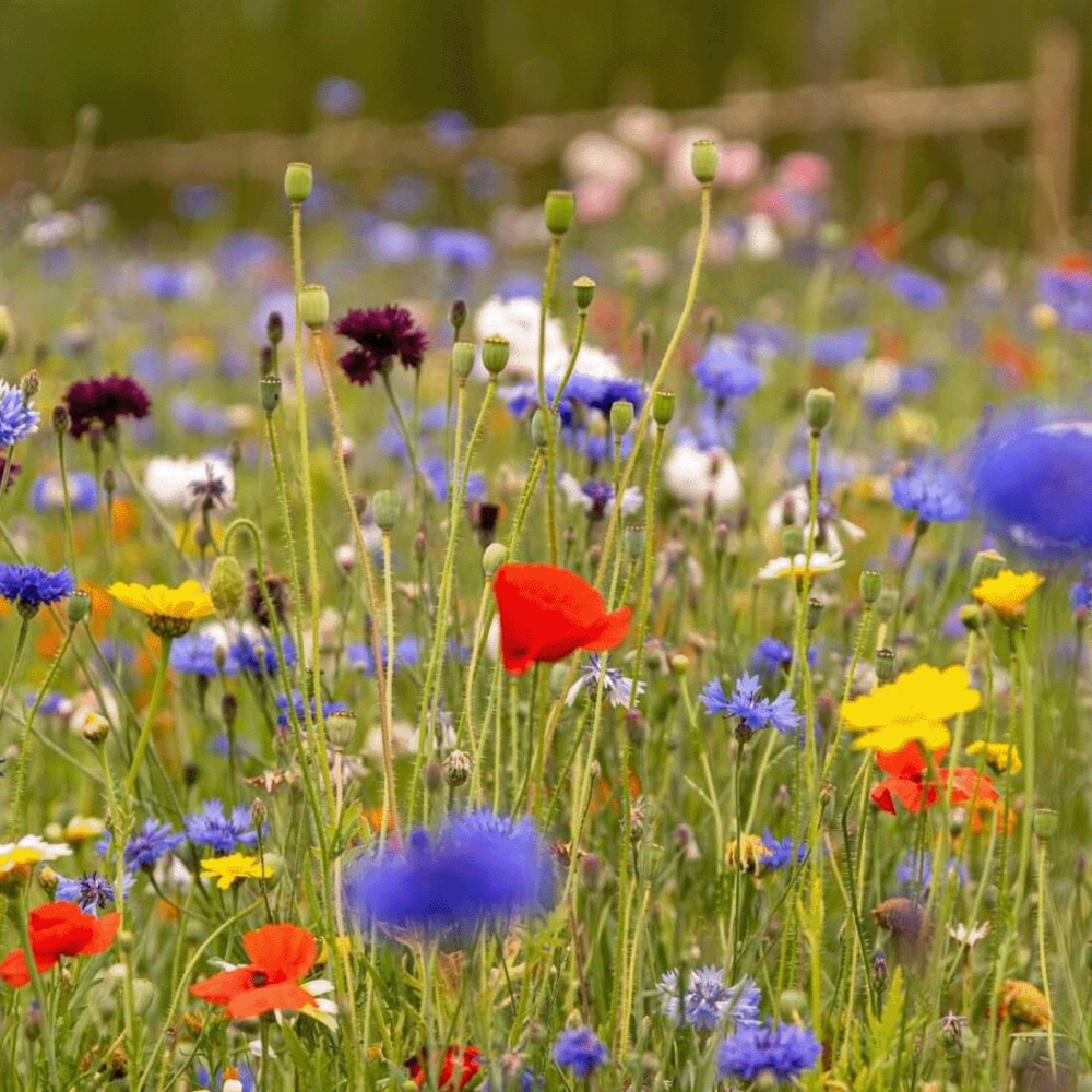 Type C1 - Mélange de fleurs comestibles