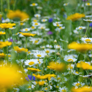 MRS Seeds & Mixtures Type G1 - Mélange de prairies fleuries