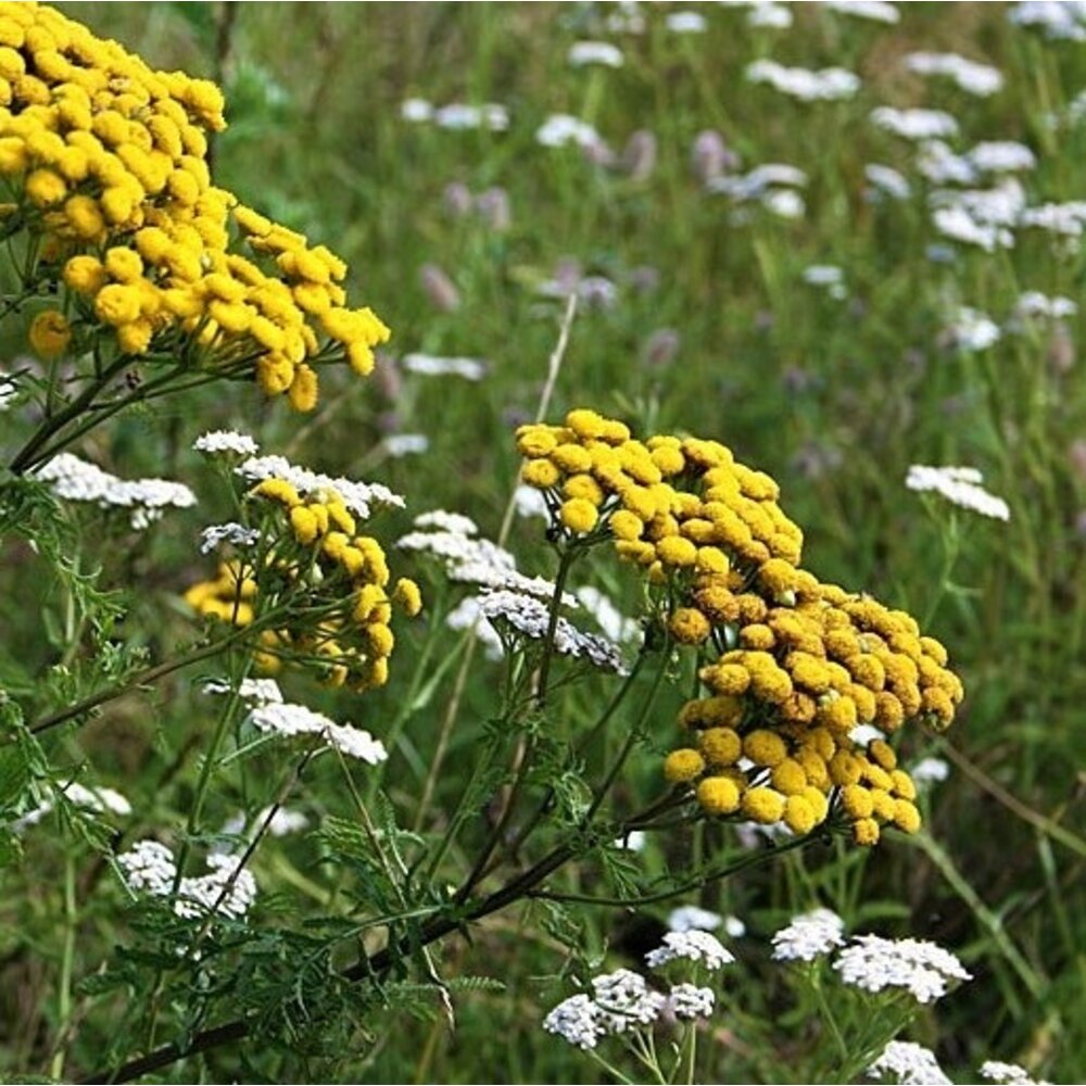 Mélange de fleurs d'ombre - vivace 