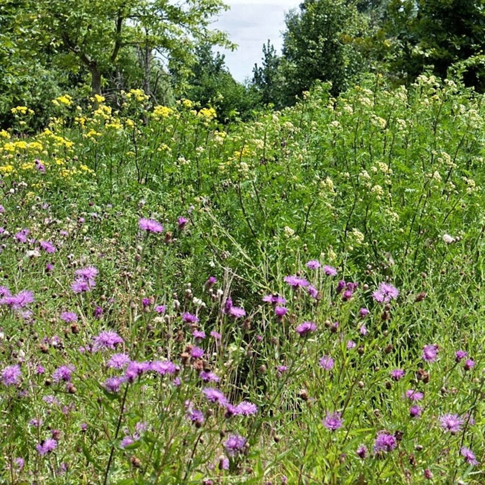 Type G2 - Prairie fleurie (sols lourds)