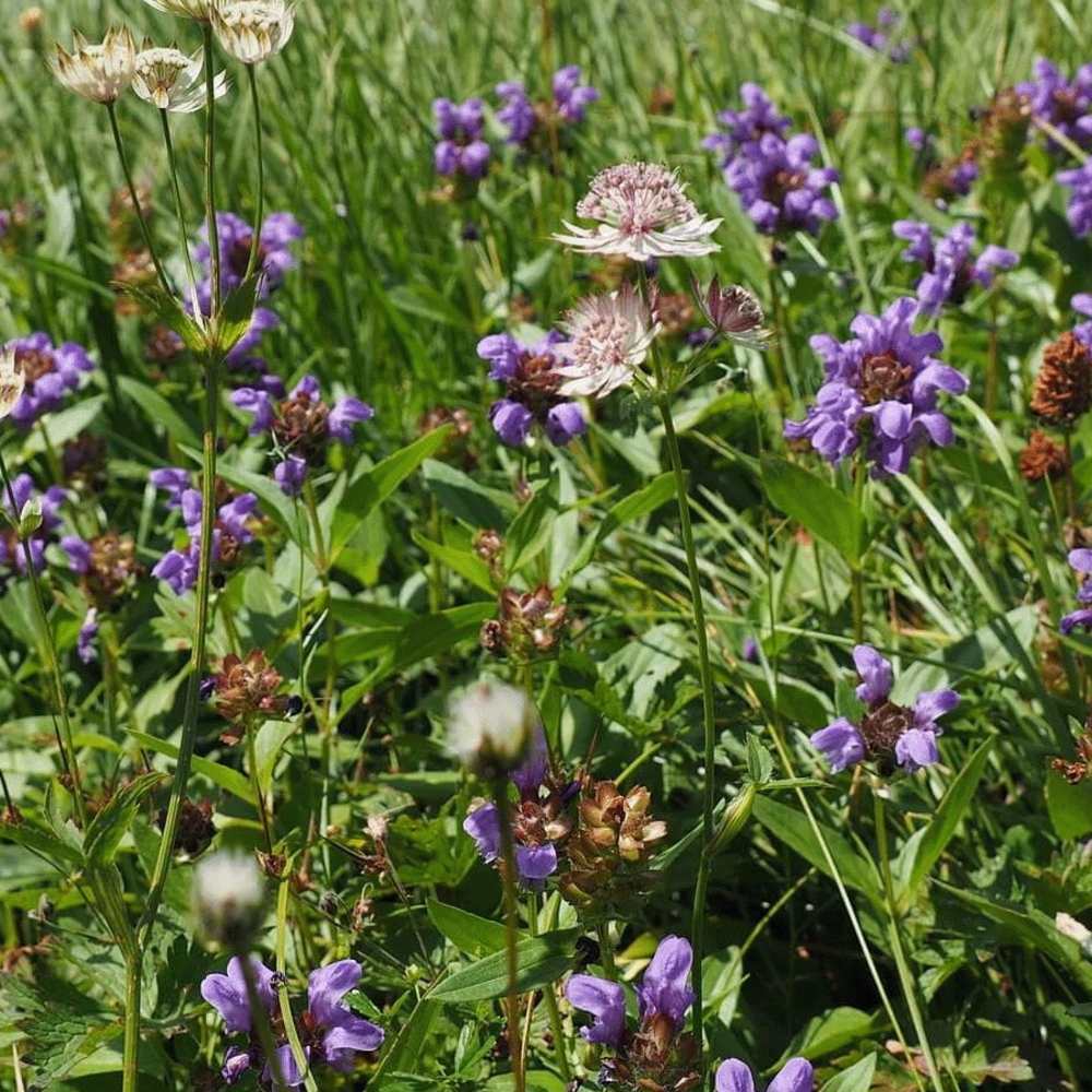 Type G4 - Mélange de prairies fleuries - vivaces