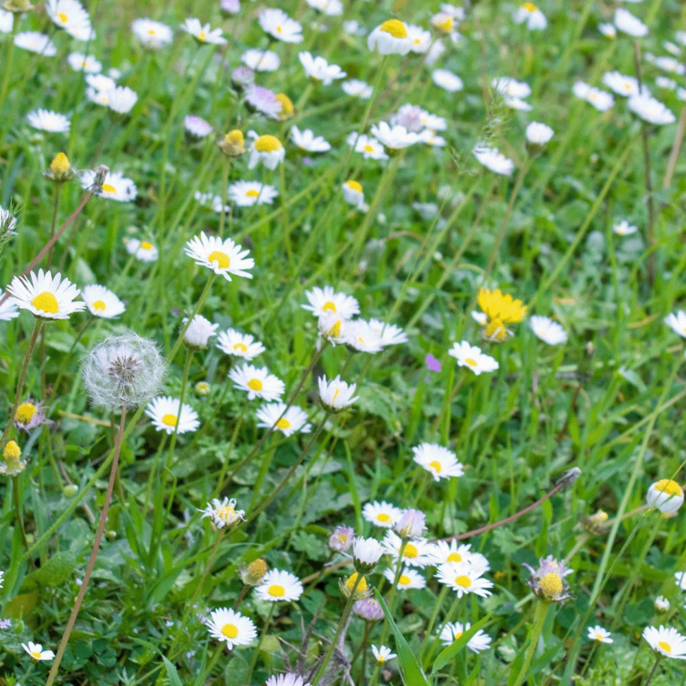 Type M1 - Prairies fleuries - annuelles et vivaces