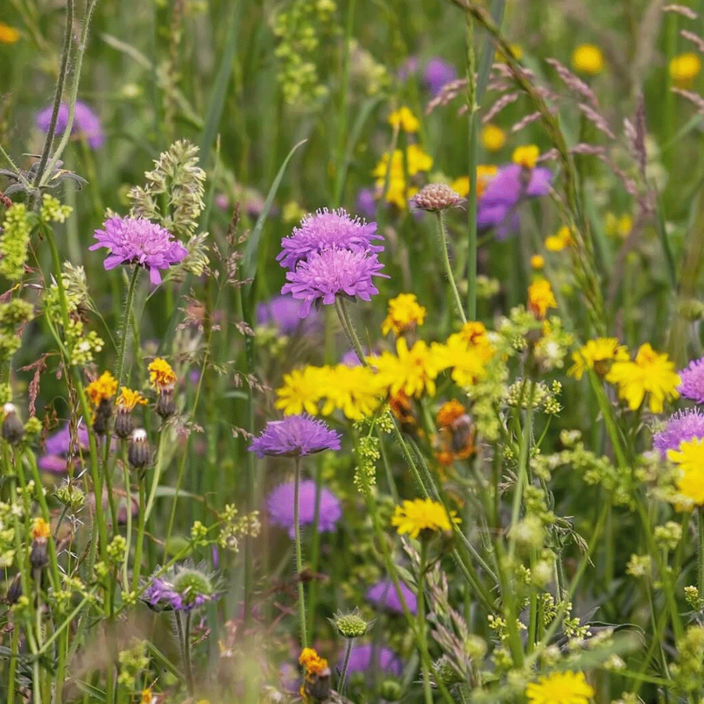 Type M4 - Mélange de fleurs de prairie basse