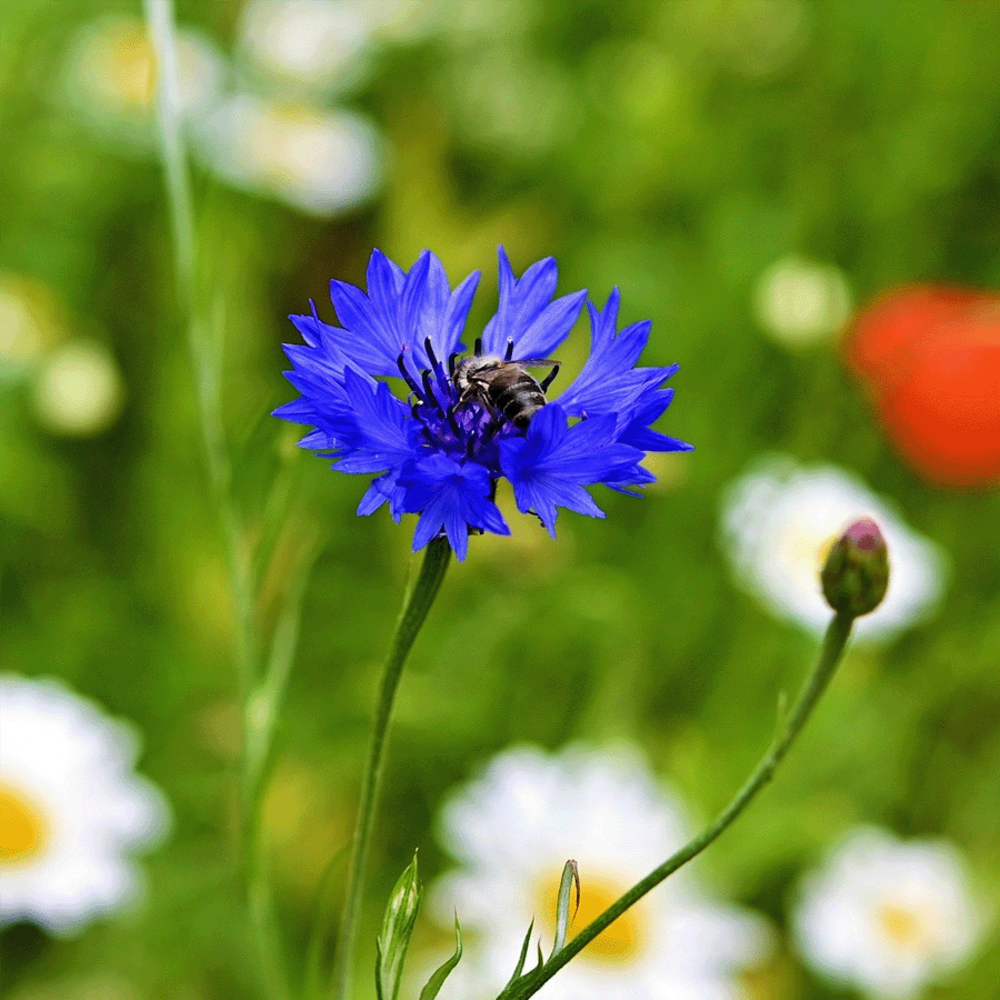 N2 - Mélange d'abeilles indigènes - annuelles et vivaces