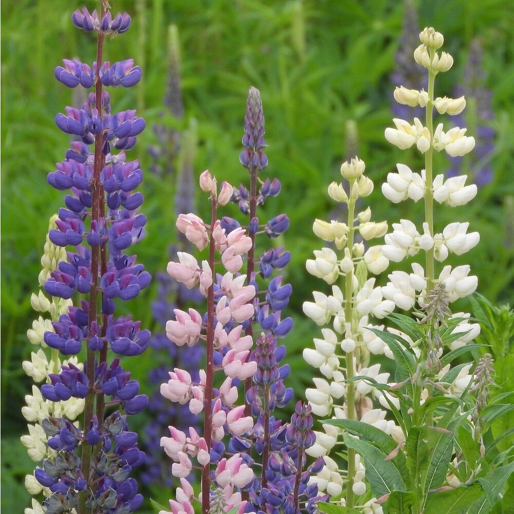 Lupin vivace - Lupinus polyphyllus