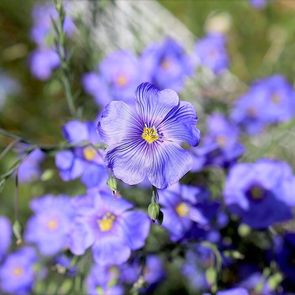 Lin cultivé - Linum usitatissimum