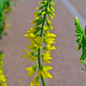 MRS Seeds & Mixtures Mélilot officinal - melilotus officinalis