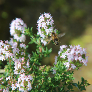 MRS Seeds & Mixtures Clinopodium acinos - Calamintha nepeta