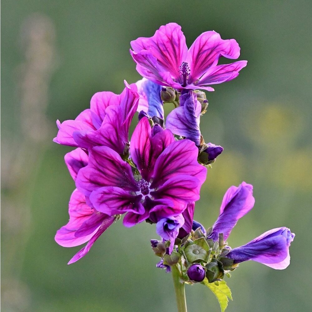 Grande Mauve - Malva sylvestris