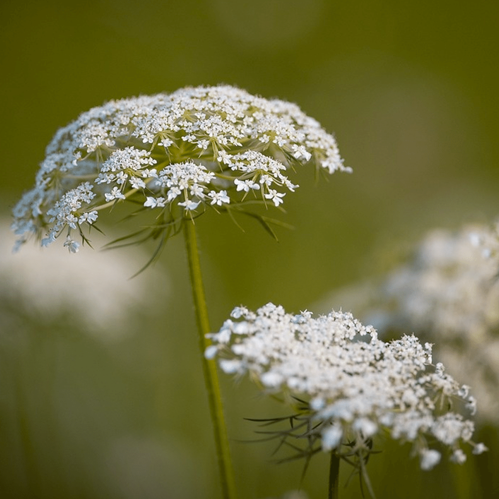 Carotte sauvage - Daucus Carota