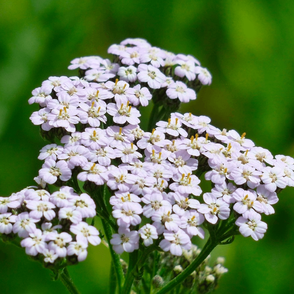 Millefeuille-  Achillea millefolium