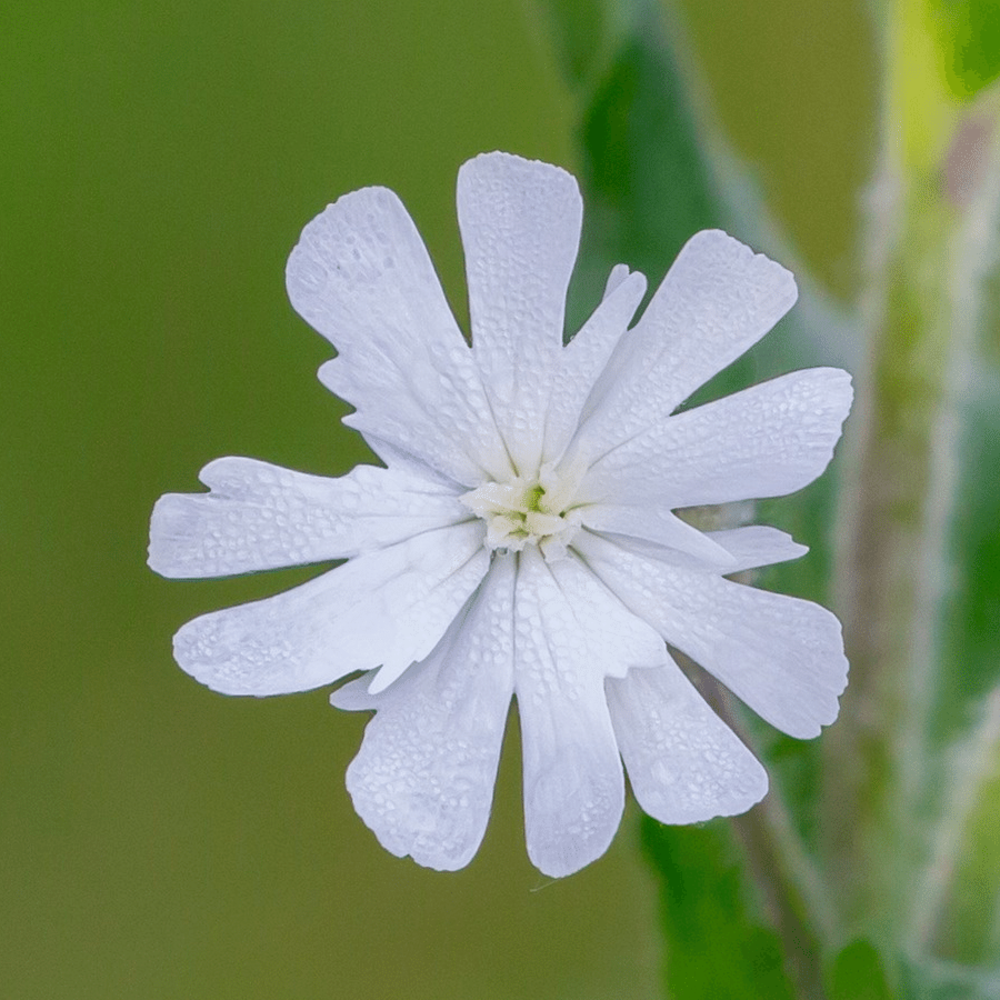 Compagnon blanc - Silene latifolia