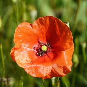 MRS Seeds & Mixtures Pavot douteux - Papaver dubium