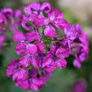 MRS Seeds & Mixtures Julienne des dames - Hesperis matronalis