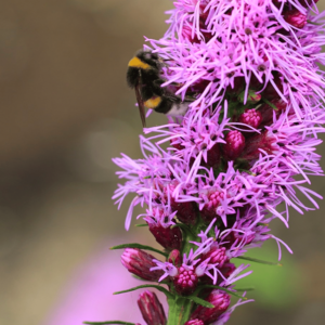 MRS Seeds & Mixtures Liatris à épi - Liatris spicata