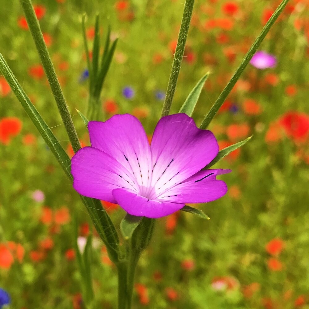 Flore de champ mélange de fleurs