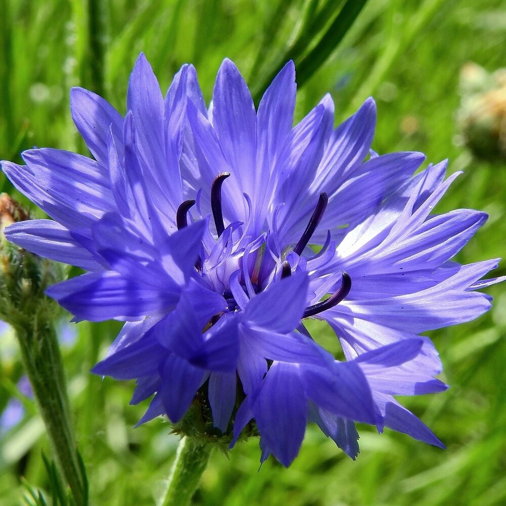 Flore de champ mélange de fleurs