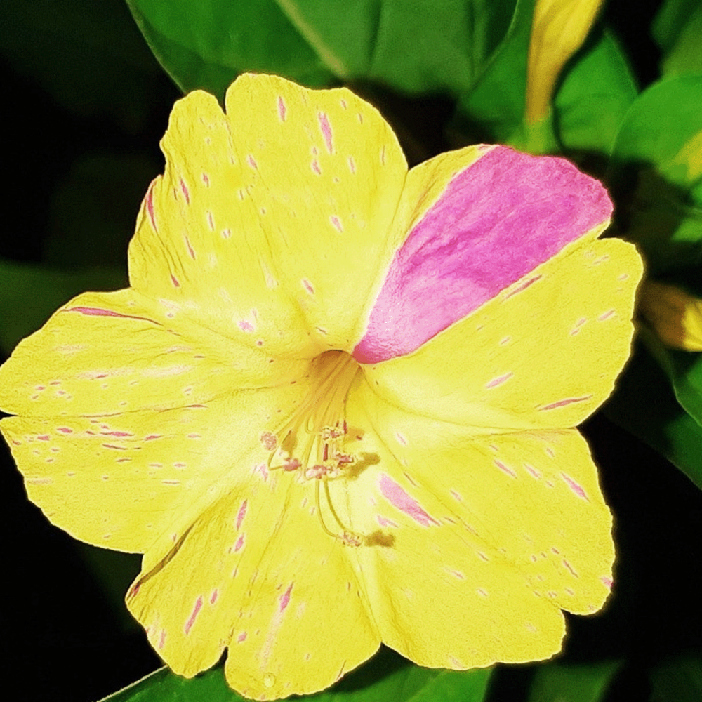 Belle-de-nuit Mixte -  Mirabilis jalapa