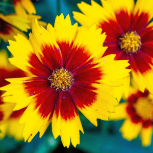 MRS Seeds & Mixtures Coréopsis des teinturiers - Coreopsis 'Bicolor'