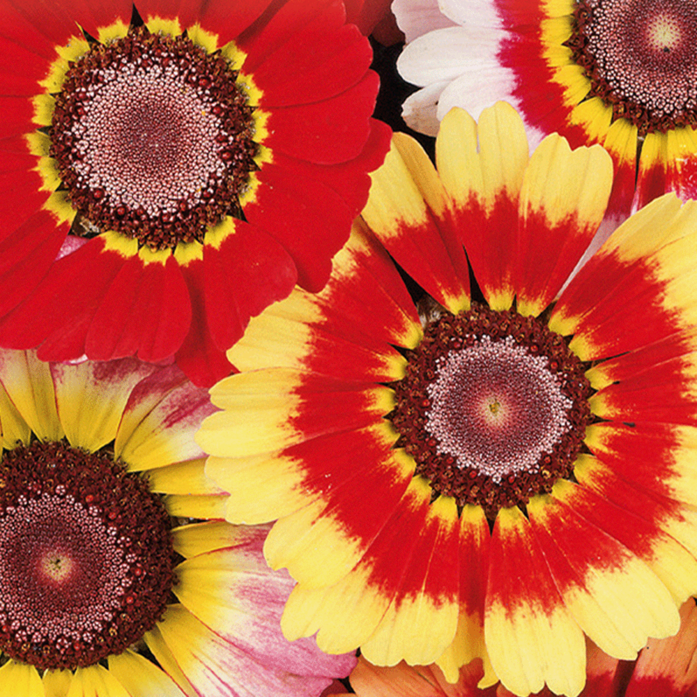 Glebionis Carinata - Chrysanthemum Carinatum