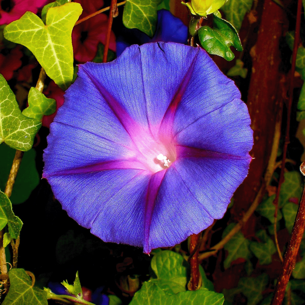 Ipomoea tricolor - Ipomoea Purpurea