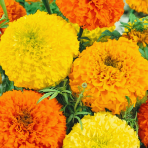 MRS Seeds & Mixtures Tagetes - 'Sunset Giants'