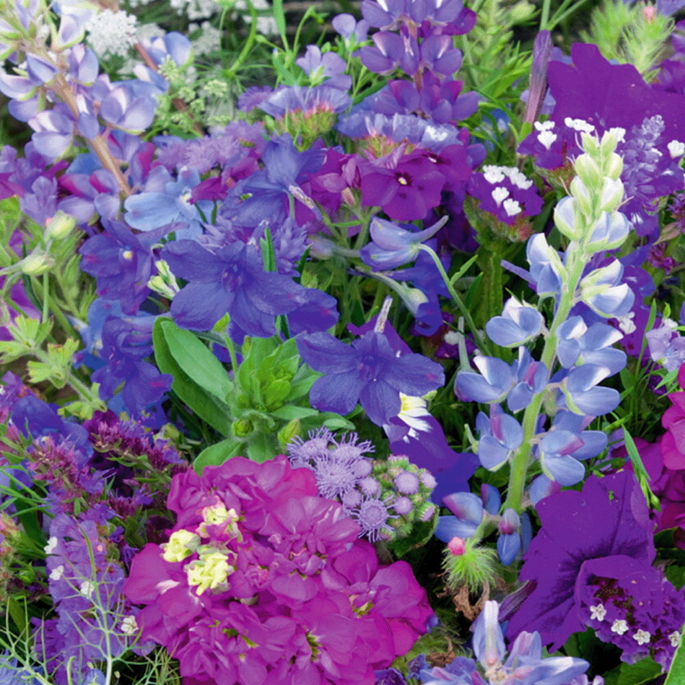 Fleurs d'été - Mélange de teintes bleues