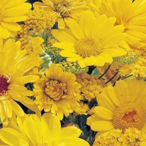 MRS Seeds & Mixtures Fleurs d'été - Mélange de teintes jaunes
