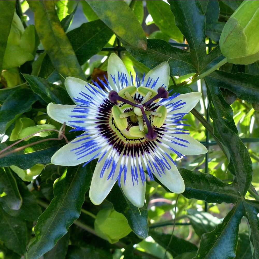 Passiflore bleue - Passiflora caerulea