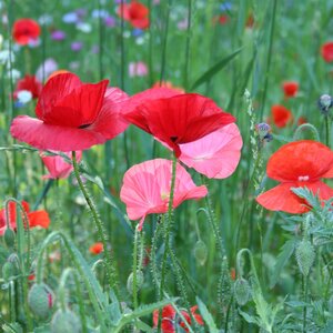 MRS Seeds & Mixtures Coquelicot  a fleurs doubles 'Shirley' - Papaver Rhoeas