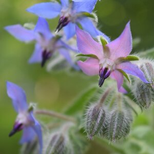 MRS Seeds & Mixtures Bourrache - Borago officinalis