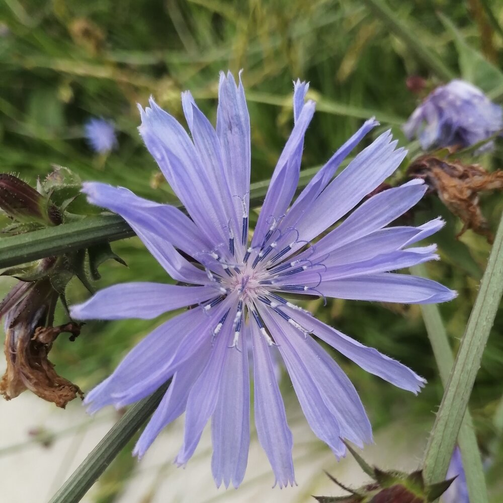 Cichorium - Selvatico da campo