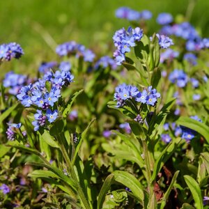 MRS Seeds & Mixtures Myosotis alpestre - Myosotis Alpestris