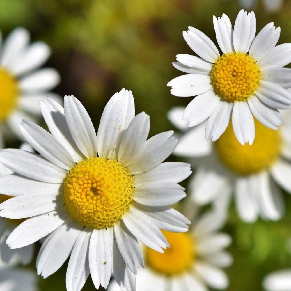 Marguerite 'May Queen' - Chrysanthemum vernale