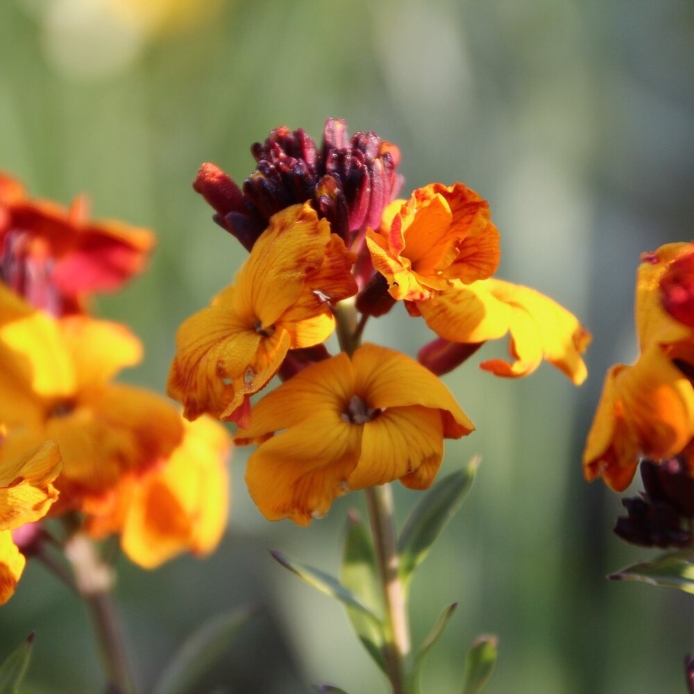 Giroflée des murailles - Erysimum Allioni